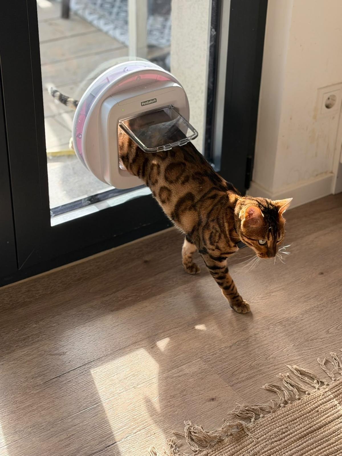 Katze steigt durch die Katzenklappe in der Glastür
