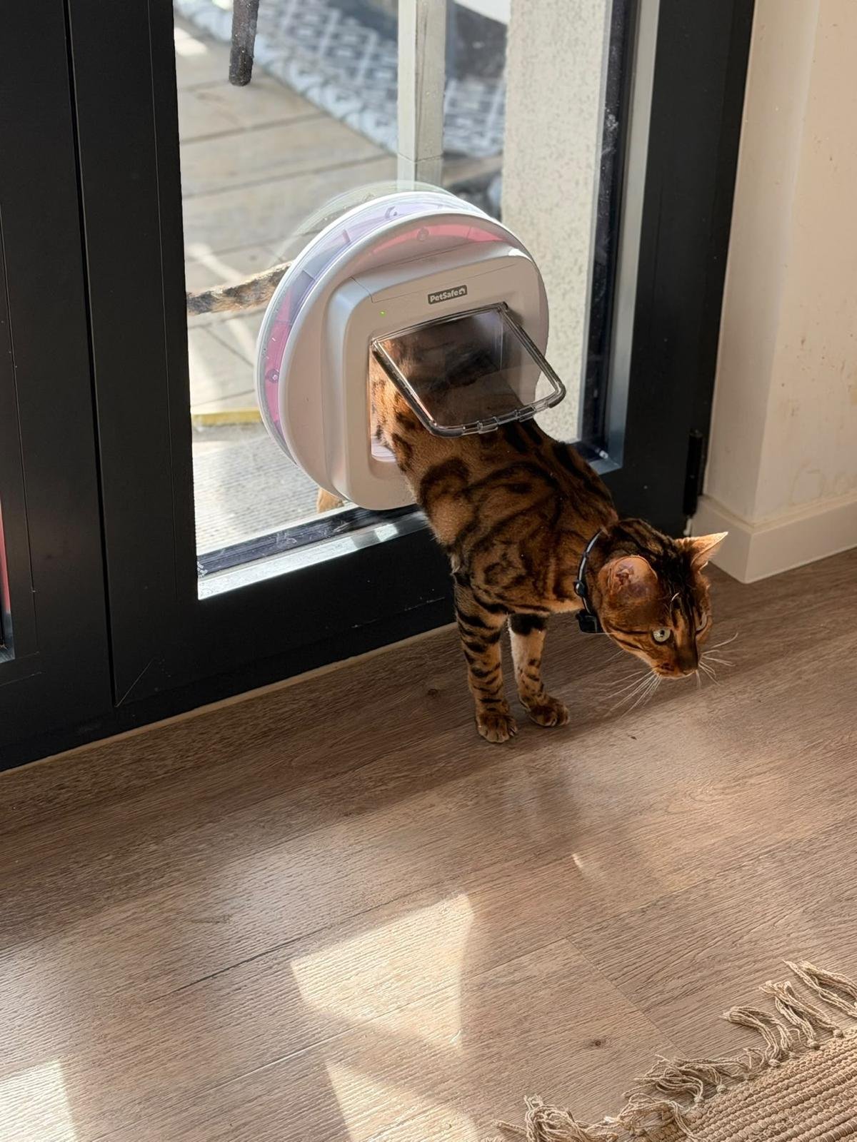Katze schaut von außen durch die in die Glastür integrierte Katzenklappe