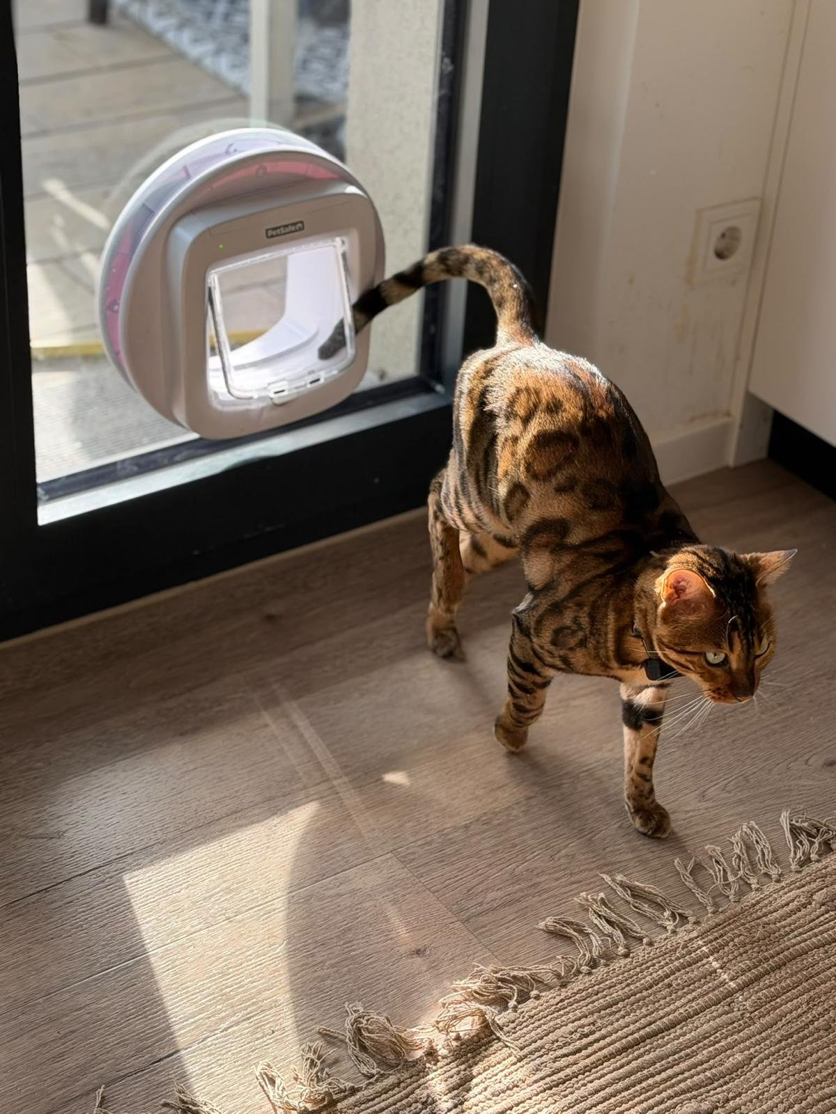 Bengalkatze geht durch die Katzenklappe in der Glastür ins Wohnzimmer