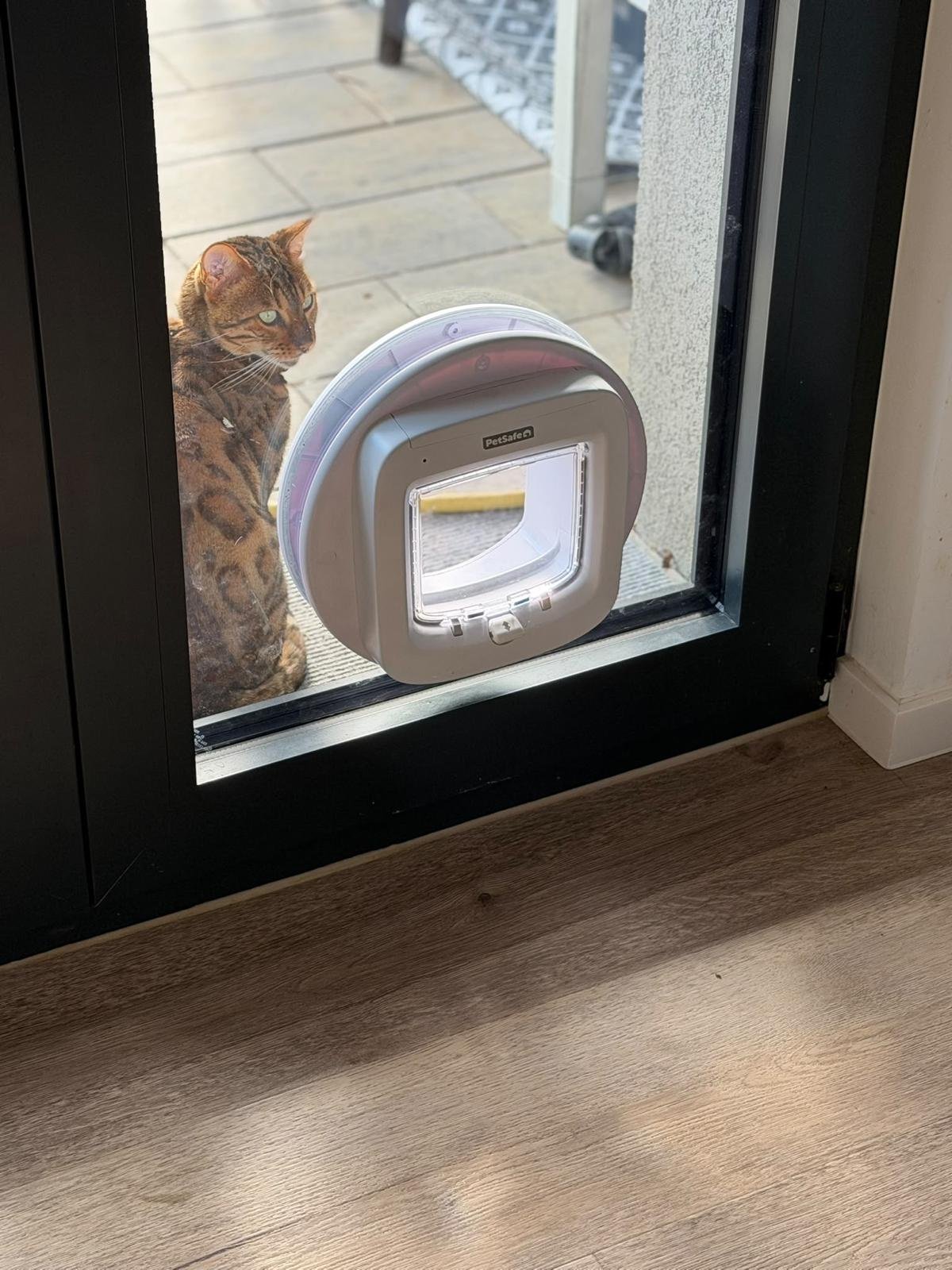 Katze hat die Katzenklappe in der Glastür passiert, der Schwanz ist noch in der Klappe